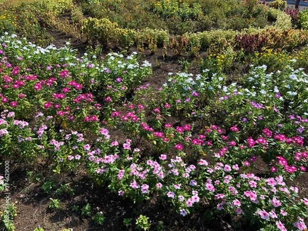 Fototapeta 夏の花