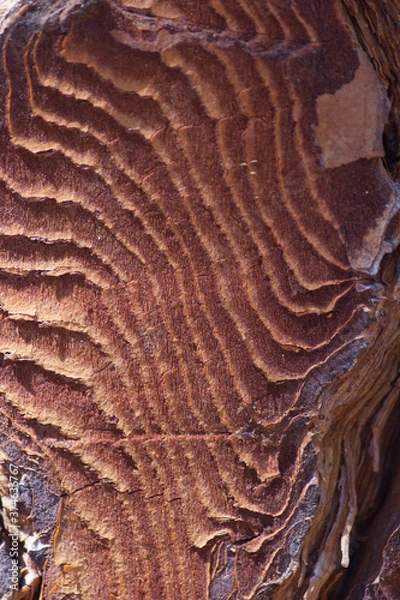 Fototapeta Corte en corteza de pio mostrando la textura interna y las vetas
