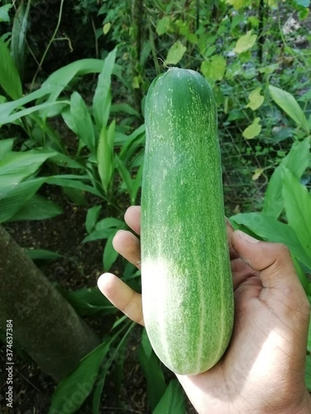 Fototapeta zucchini in a vegetable garden