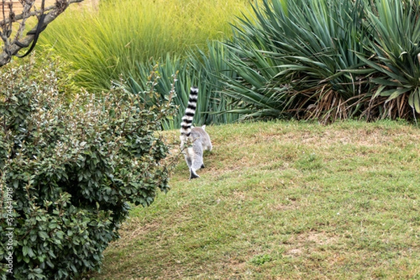 Obraz path in the park