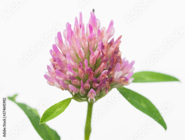 Obraz Lilac flower on white background
