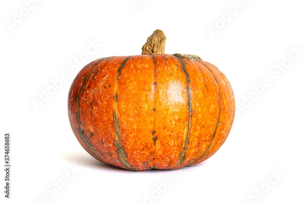 Obraz one ripe orange pumpkin isolated on white background closeup