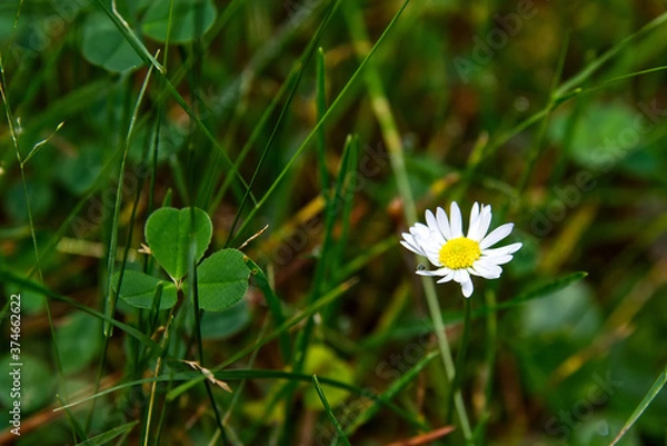Fototapeta Oxeye daisy flower with a rain drop