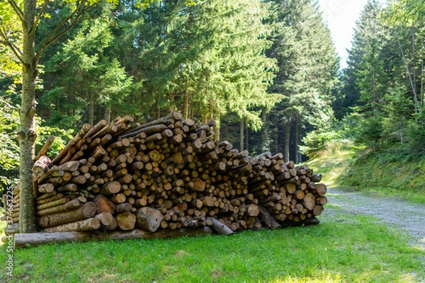 Fototapeta Stack of piled tree logs in a forest next to a road. Stacks of cut wood. Wood logs, timber logging