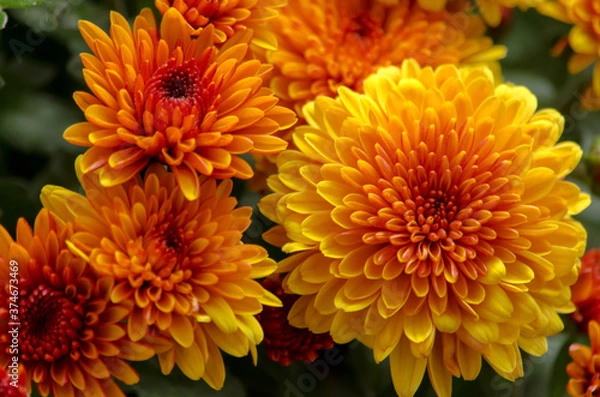 Obraz Blossom chrysanthemums red-orange-yellow texture for calendar