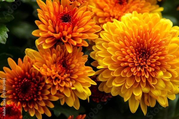 Obraz Blossom chrysanthemums red-orange-yellow texture for calendar