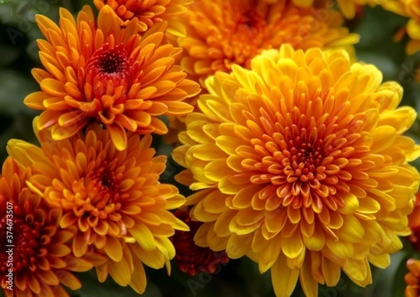 Obraz Blossom chrysanthemums red-orange-yellow texture for calendar