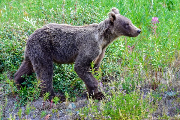 Obraz Junger Grizzlybär
