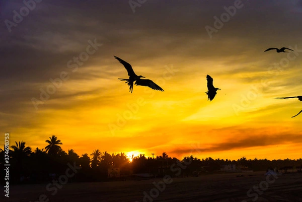 Obraz Vögel im Abendrot