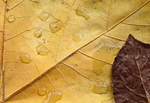 Obraz Hojas marchitas