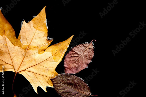 Obraz Hojas de árbol