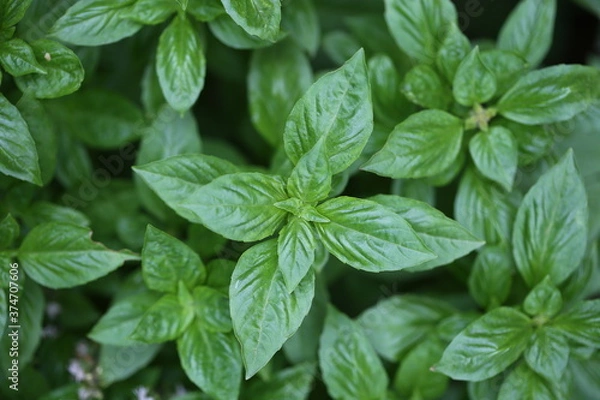 Obraz Thai/sweet basil top view.