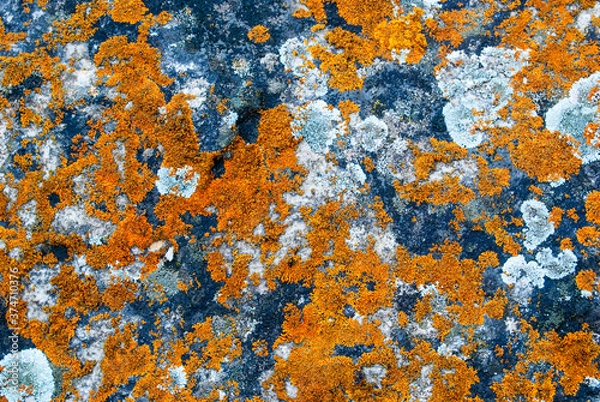 Fototapeta Lichens grow on the surface of the stone (lat. Xanthoria elegans). Different types of lichens of different colors. Background.