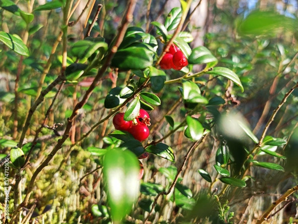 Obraz red berries in the forest