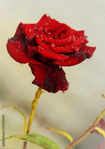 Obraz red rose with water drops