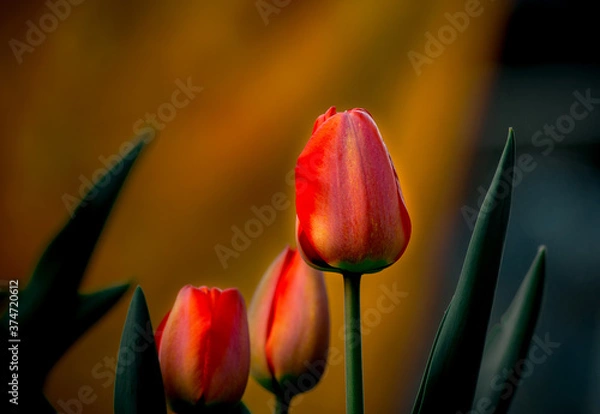 Obraz red and yellow tulips