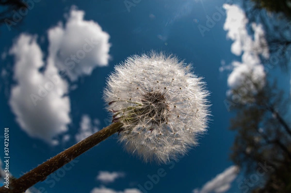 Obraz dandelion in the sky
