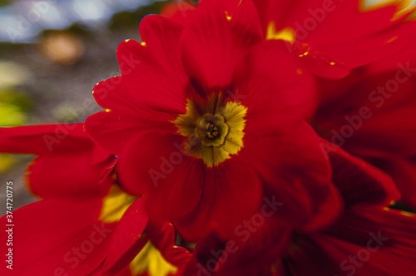 Obraz red dahlia flower