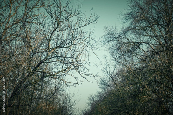 Obraz trees in the morning