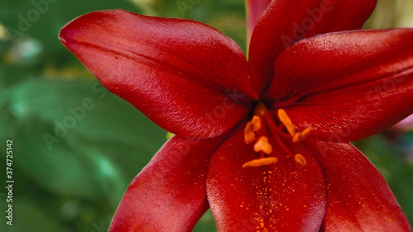 Fototapeta Red lily flower. 
Lily flower close up on green background. Greeting card with lily flower