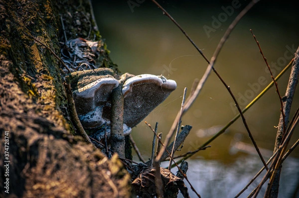 Obraz mushrooms on the tree