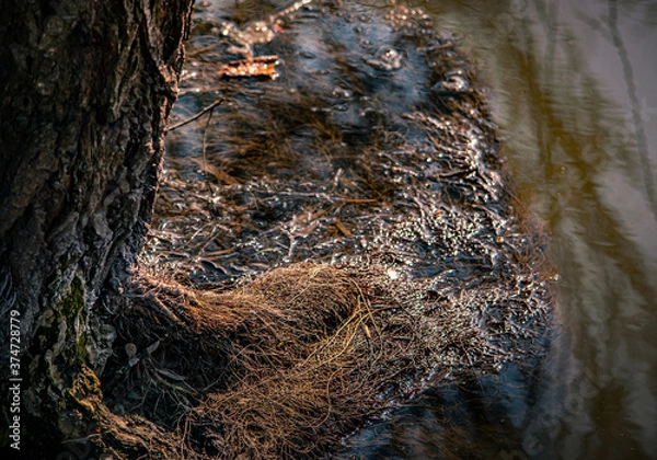 Fototapeta tree with moss