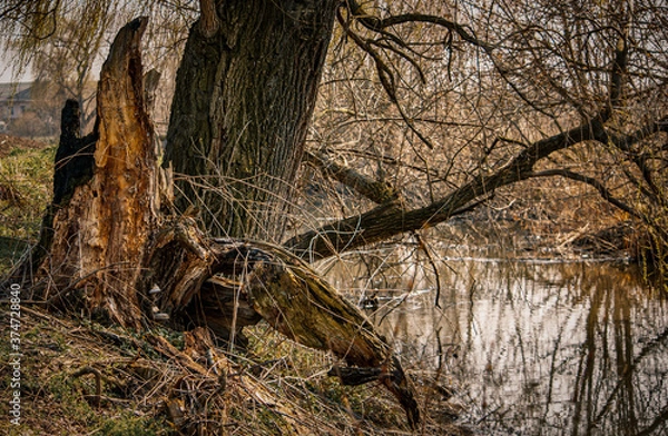 Obraz tree in the woods