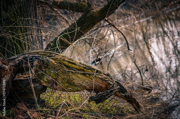 Obraz tree over the water