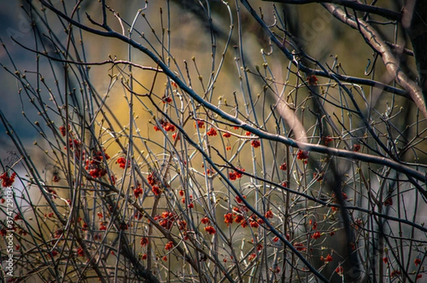 Obraz sunset in the autumn