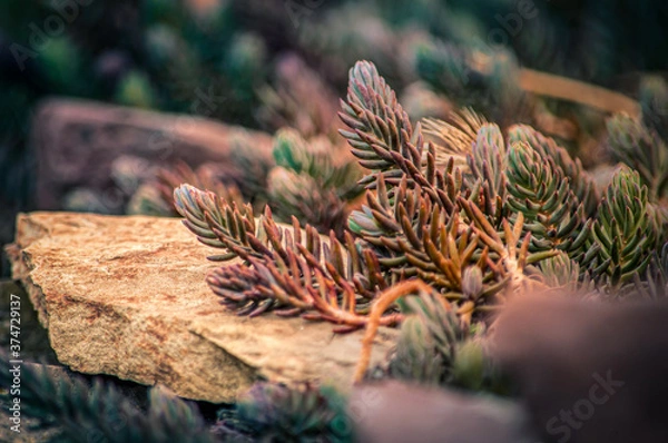 Fototapeta pine cones on the ground