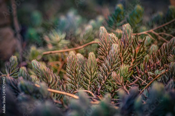 Obraz moss on the grass