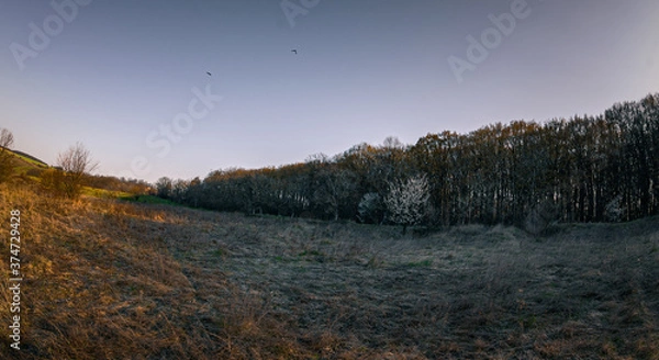 Obraz autumn in the forest