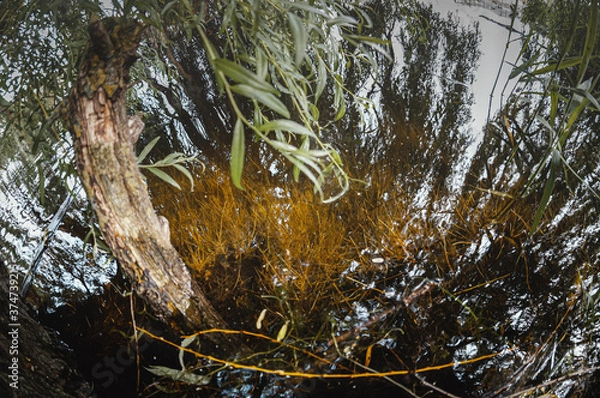 Obraz tree in the water