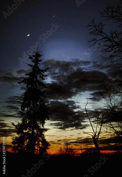 Obraz sunset in the woods