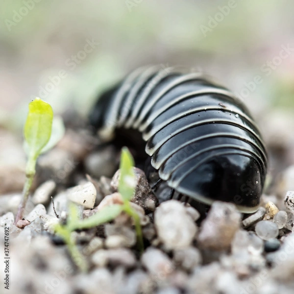 Obraz black insect