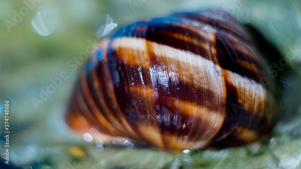 Obraz Brown seashell on the blue water background