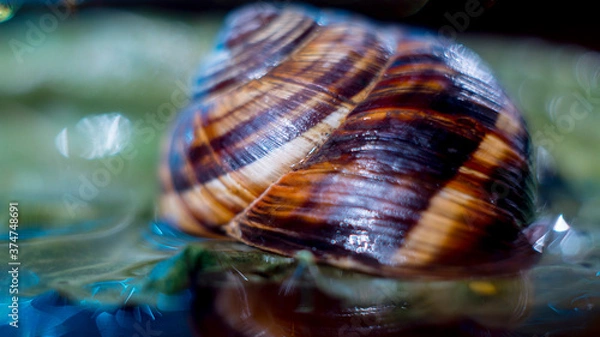 Obraz Brown seashell on the blue water background