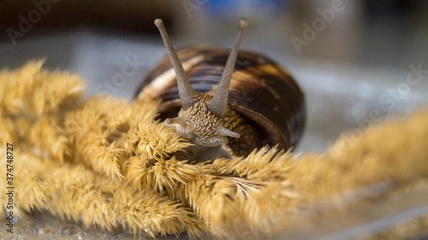 Obraz Snail on the yellow grass close up