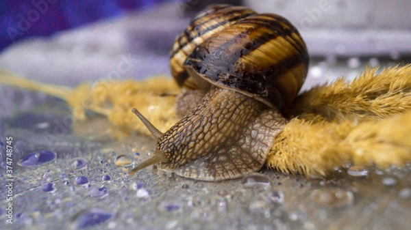 Obraz Snail on the yellow grass close up