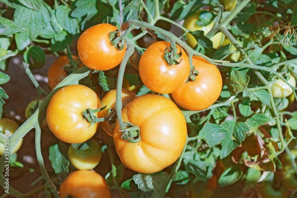 Obraz Yellow large tomatoes on the branches in an amateur garden