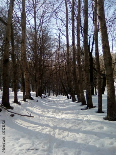 Obraz forest in winter