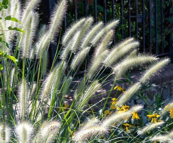 Obraz Decorative grass seed heads, Red Hook, Brooklyn, NY