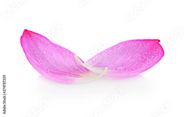 Obraz  lotus isolated on white background