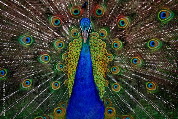 Obraz Gorgeous peackock dance