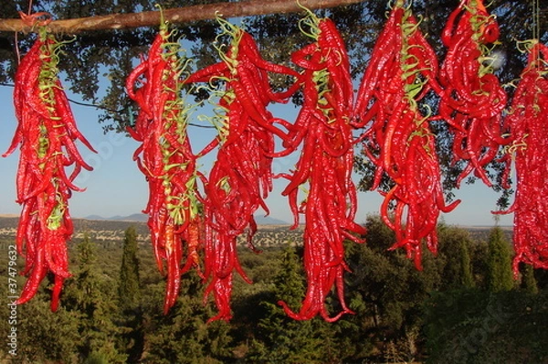 Fototapeta piments d'espagne
