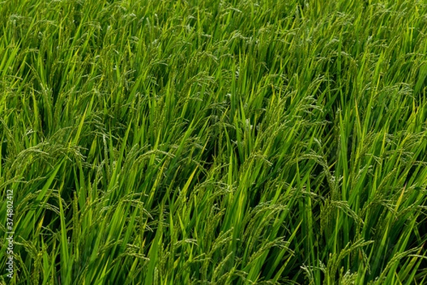 Fototapeta 晩夏の田園