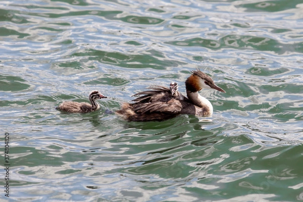 Fototapeta A great crested grebe with it s young