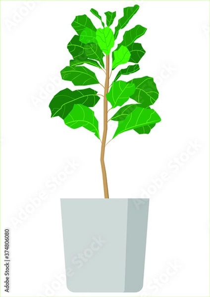 Obraz ficus w doniczce