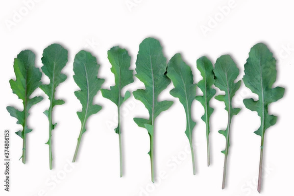 Fototapeta Roquette (arugula or rocket)  leaves on white background.