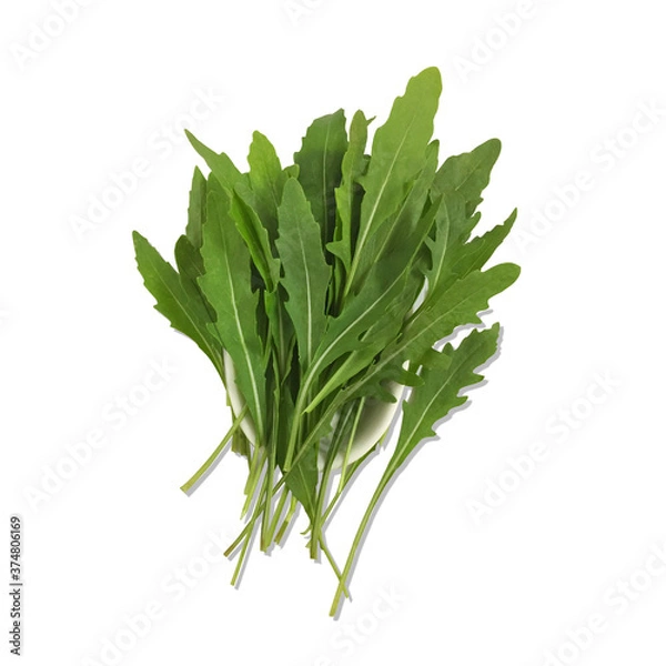 Fototapeta bunch of fresh green roquette. 
Arugula and rocket